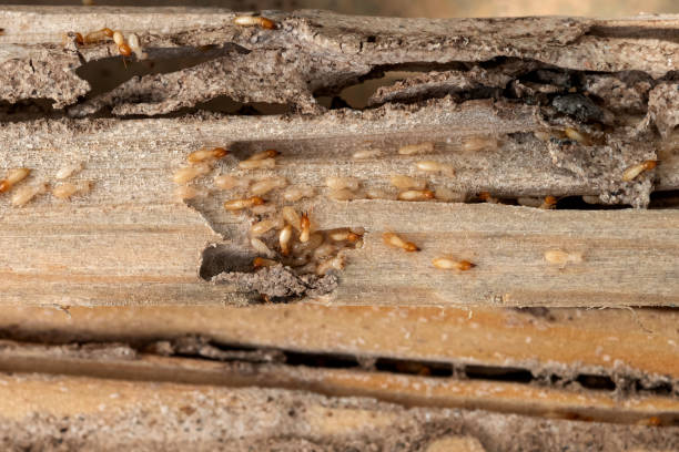 Best Termite Control Services  in Cairo, IL
