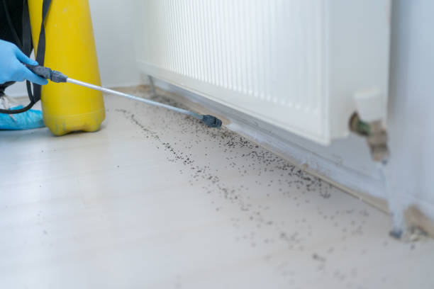Best Wasp Removal Services  in Cairo, IL